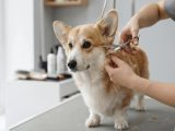 Grooming psa na Łazarzu i Grunwaldzie w Poznaniu — jak wybrać salon blisko domu