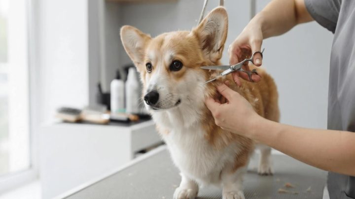 Grooming psa na Łazarzu i Grunwaldzie w Poznaniu — jak wybrać salon blisko domu